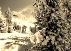 Szary + Sepia