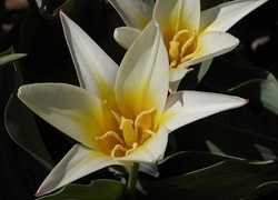 Oryginalny obrazek