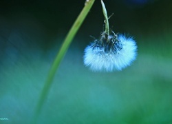Oryginalny obrazek