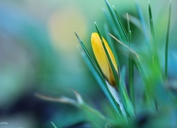 Oryginalny obrazek