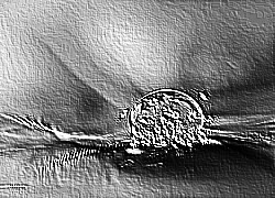 Skamielina