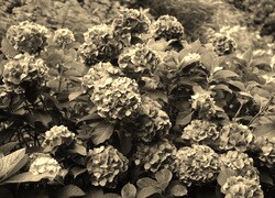 Szary + Sepia