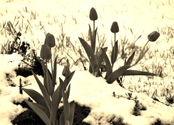 Szary + Sepia