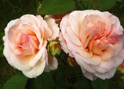 Oryginalny obrazek