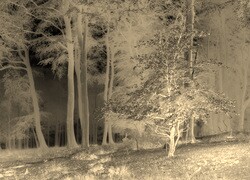 Sepia + Negatyw