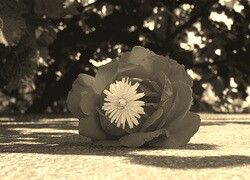 Szary + Sepia