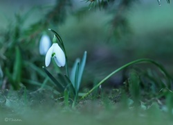Oryginalny obrazek