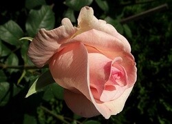 Oryginalny obrazek