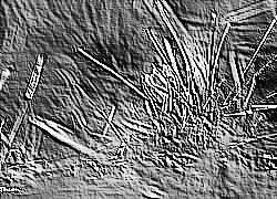 Skamielina