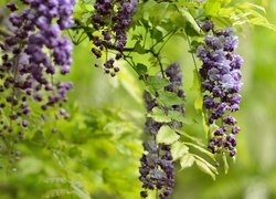 Oryginalny obrazek