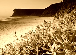Sepia