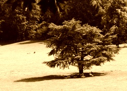 Sepia
