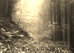 Sepia