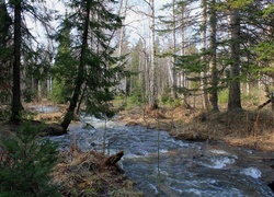 Oryginalny obrazek