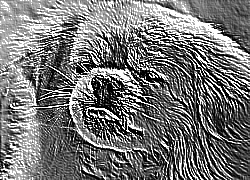 Skamielina