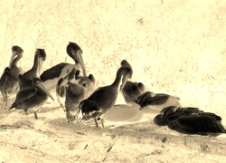 Sepia + Negatyw