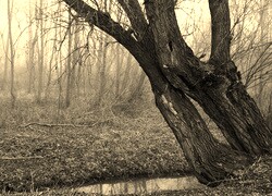 Szary + Sepia