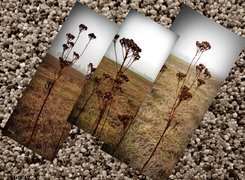Oryginalny obrazek