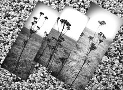 Szary + Sepia