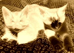 Sepia + Negatyw