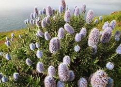 Oryginalny obrazek