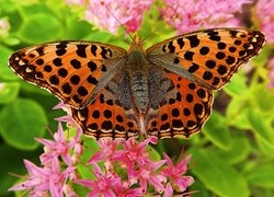 Oryginalny obrazek
