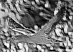 Skamielina