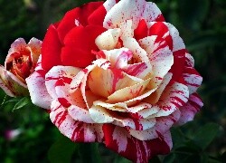 Oryginalny obrazek