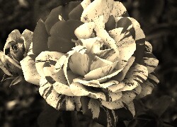 Szary + Sepia