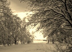 Szary + Sepia