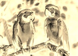 Sepia + Negatyw
