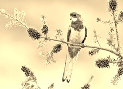 Szary + Sepia