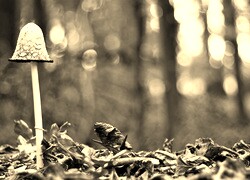 Szary + Sepia