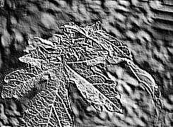 Skamielina