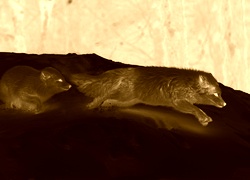 Sepia + Negatyw