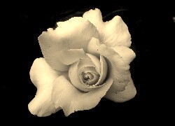 Szary + Sepia
