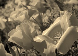 Szary + Sepia