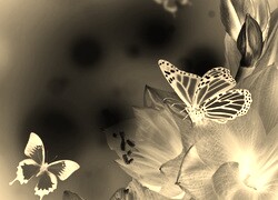 Sepia + Negatyw