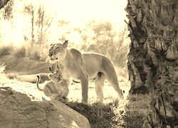 Sepia