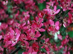 Oryginalny obrazek