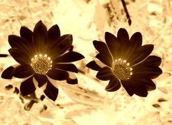 Sepia + Negatyw