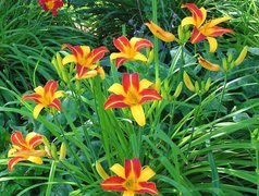 Oryginalny obrazek