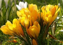 Oryginalny obrazek