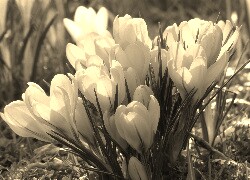 Szary + Sepia