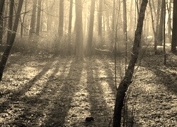 Szary + Sepia