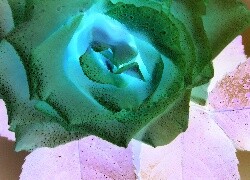 Negatyw
