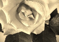 Szary + Sepia