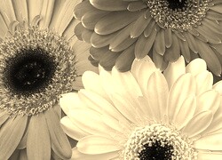 Szary + Sepia