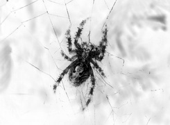 Szary + Negatyw