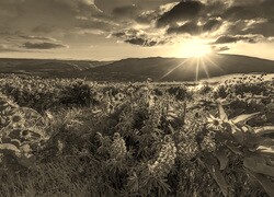 Sepia